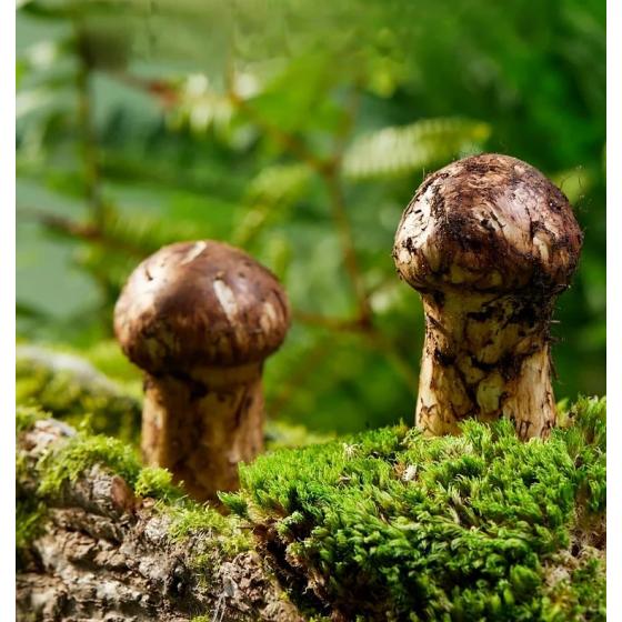 Yunnan Shangri-La Fresh Matsutake Mushrooms